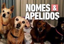 Nomes para cachorro macho: 480 ideias criativas
