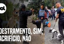 Adestrador aposta em reabilitação de cães agressivos Adestrador aposta em reabilitação de cães agressivos